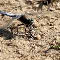 Orthetrum cancellatum-7