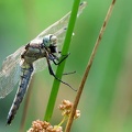Orthetrum cancellatum-8