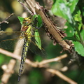 Brachytron pratense-1