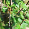 Brachytron pratense