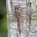 Sympetrum striolatum-5