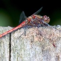 Sympetrum striolatum-4