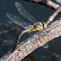 Aeshna mixta-6
