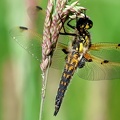 Libellula quadrimaculata-2