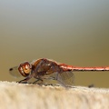 Sympetrum vulgatum