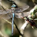 Anax imperator-43