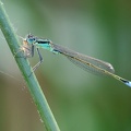Ischnura elegans-21