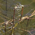 Platycnemis acutipennis