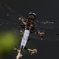 Libellula fulva-3