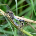 Orthetrum cancellatum-21
