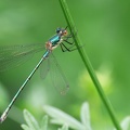 Lestes sponsa-7