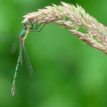 Lestes sponsa-71