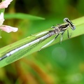 Platycnemis pennipes-4