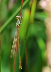 Lestes barbarus-6