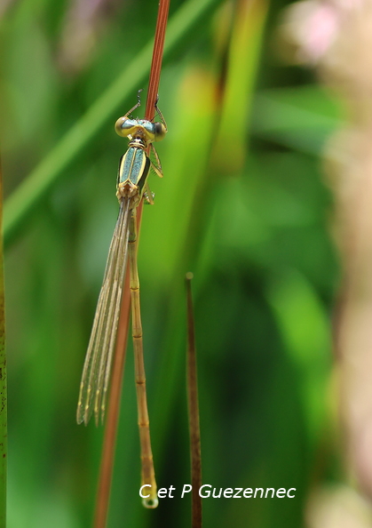 IMG_5521M.jpg