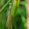 Lestes barbarus-6