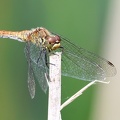 Sympetrum striolatum-7