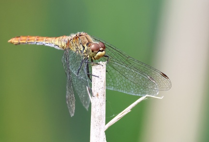 Sympetrum striolatum-7