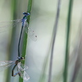 Lestes sponsa-51