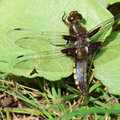 Libellula depressa-8