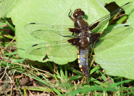 Libellula depressa-8