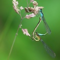 Ischnura elegans-5