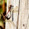Sympetrum striolatum-61