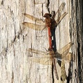 Sympetrum striolatum-6