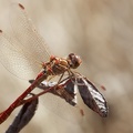 Sympetrum sanguineum-7