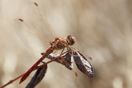 Sympetrum sanguineum-7