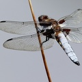 Libellula depressa-5