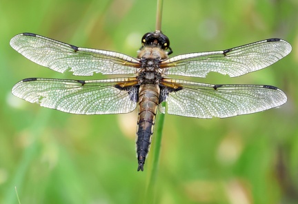Libellula quadrimaculata-3