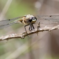 Libellula quadrimaculata-31