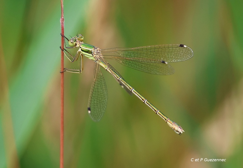 IMG_7470M.jpg
