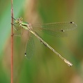 Lestes barbarus-1