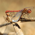 Sympetrum striolatum-9
