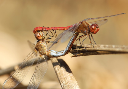 Sympetrum striolatum-9