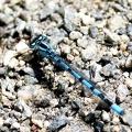 Coenagrion mercuriale-3