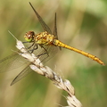 Sympetrum meridionale-40
