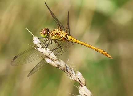 Sympetrum meridionale-40