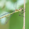  Lestes sponsa-8