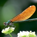 Calopteryx virgo-2