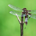 Libellula depressa-9