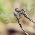 Orthetrum cancellatum-9