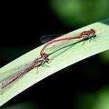 Ceriagrion tenellum
