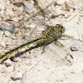 Gomphus pulchellus-3