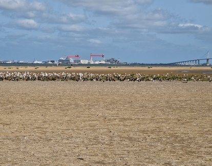Haematopus ostralegus-9