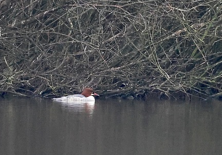 Mergus merganser