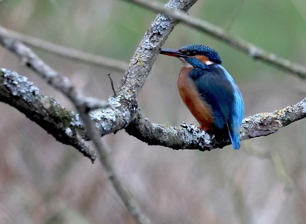 Alcedo atthis-52
