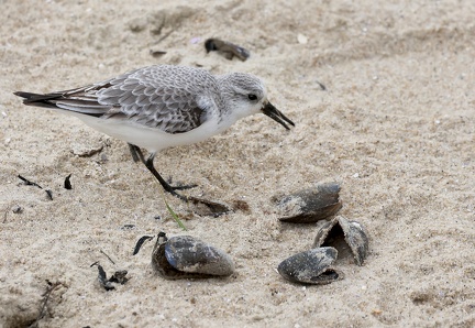 Calidris alba-6